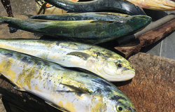Mahi Mahi: The best catch of the day in Buccoo!
